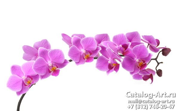 Pink orchids 56
